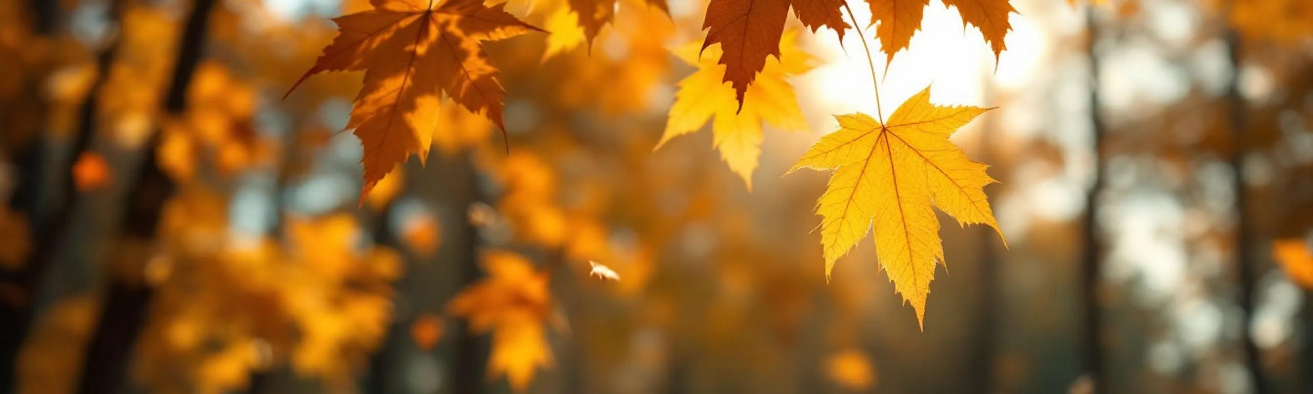 Novemberlicht