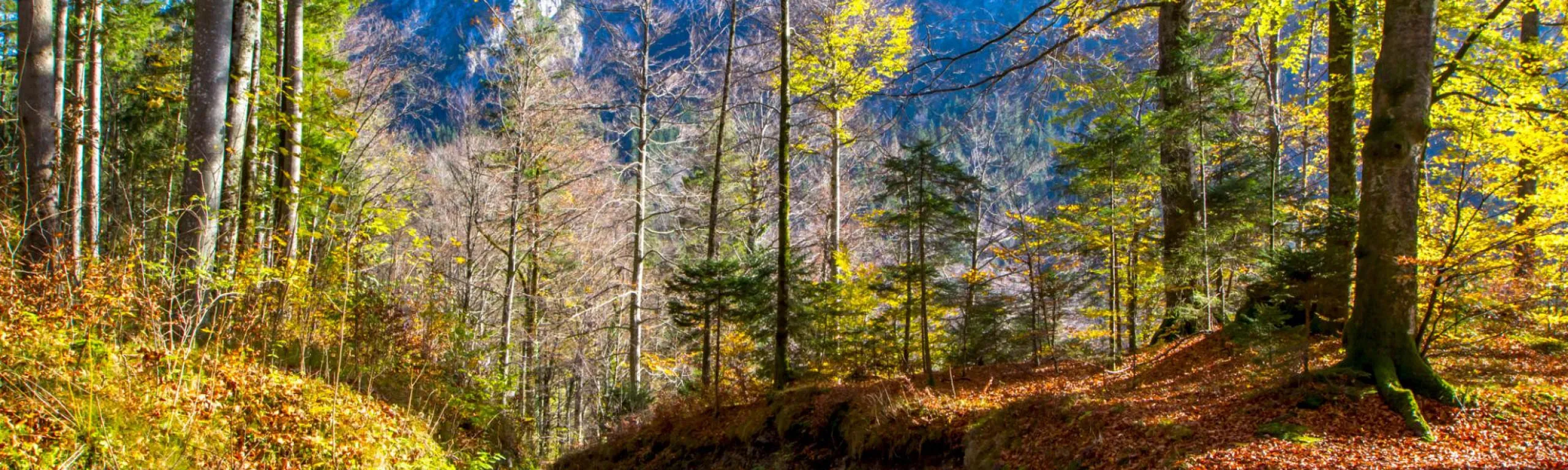 Sylvara - The breath of the forest