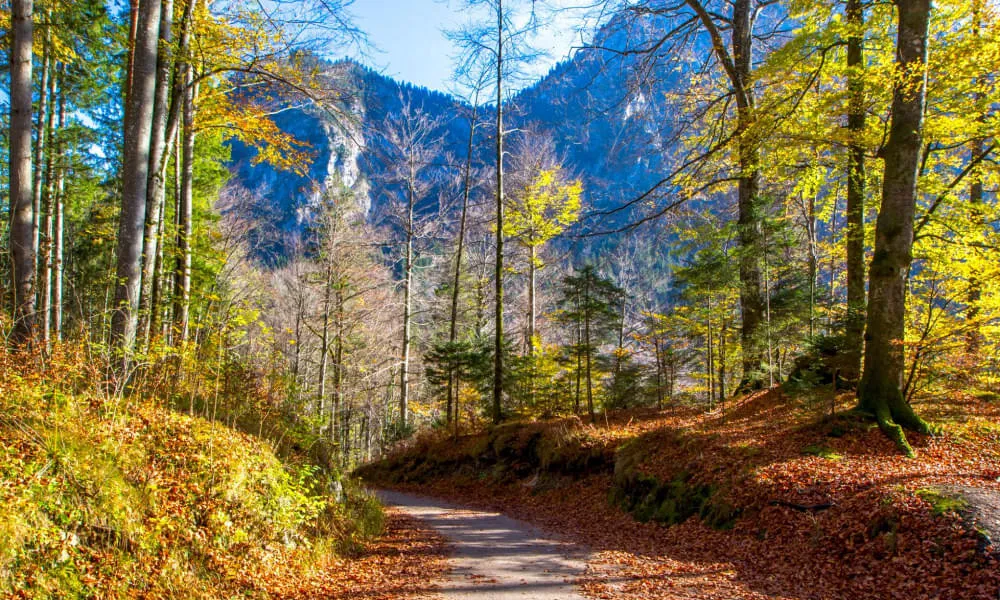 Sylvara - The breath of the forest